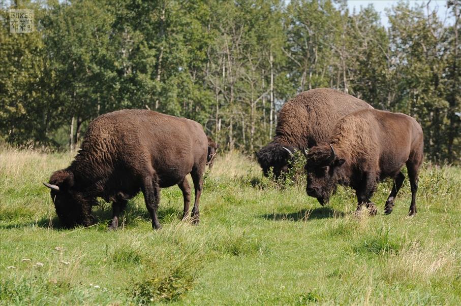 Elk Island NP